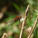Image of Cherry-faced Meadowhawk