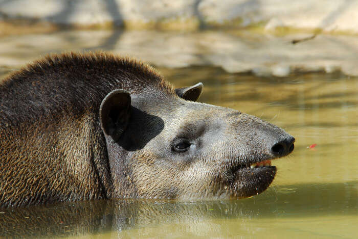 Image of tapir