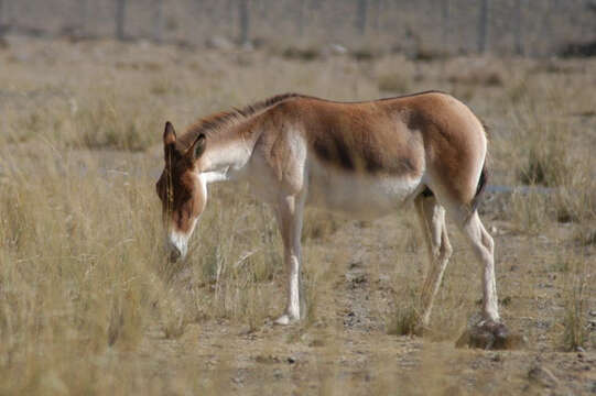 Image of Asian Wild Ass