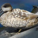 Image of Marbled Duck