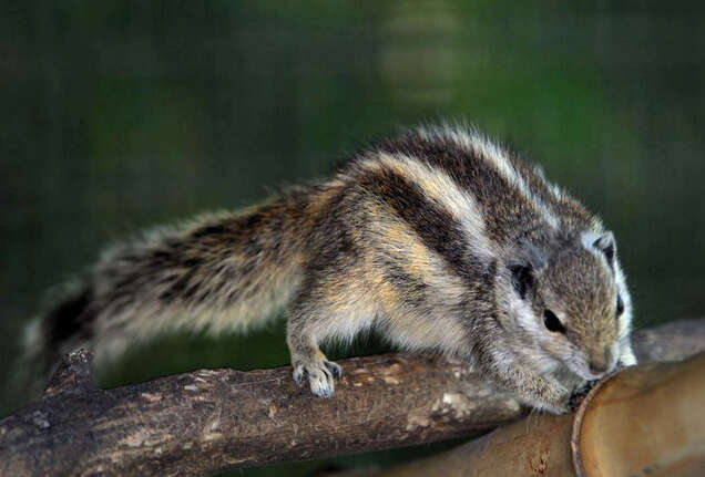 Image of Palm Squirrels