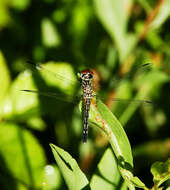 Image of Blue Dasher