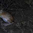 Image of Hairy-footed Jerboa