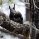 Image of Abert's squirrel