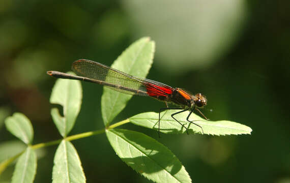 Hetaerina americana (Fabricius 1798) resmi