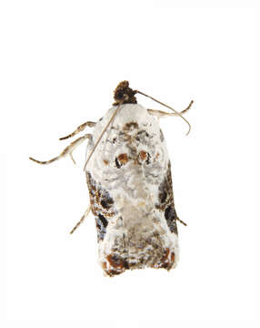 Image of Acleris nivisellana Walsingham 1879