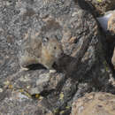 Image of American Pika