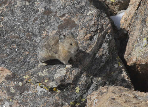 Plancia ëd Ochotona subgen. Pika Lacépède 1799