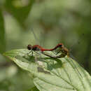 Imagem de Sympetrum obtrusum (Hagen 1867)