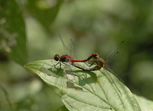 Plancia ëd Sympetrum obtrusum (Hagen 1867)