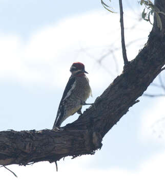 Слика од Sphyrapicus nuchalis Baird & SF 1858