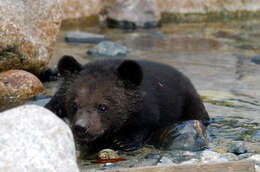 Image of Asiatic black bear