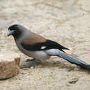 Image of Grey Treepie