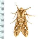 Image de Lophocampa caryae Harris 1841