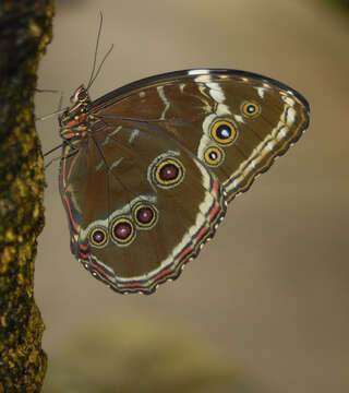 Image of Morpho