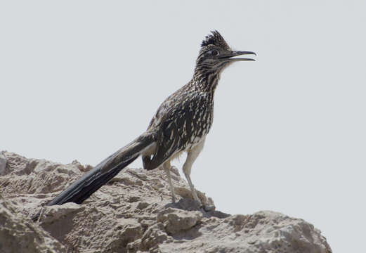 Image of Roadrunners