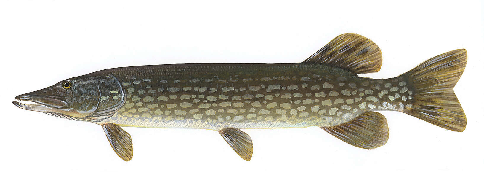 Image de Esox