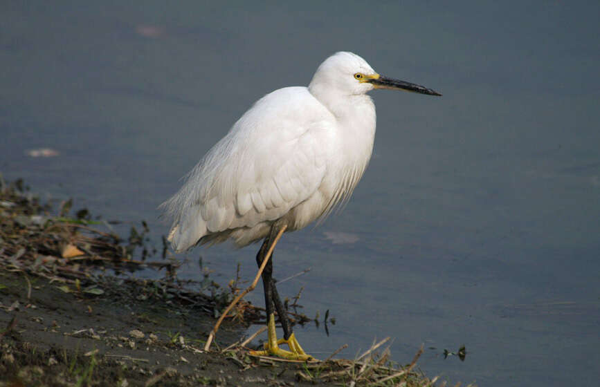 Image of Little Egret