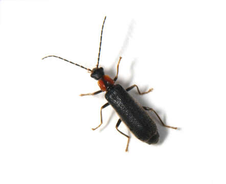 Image of soldier beetles