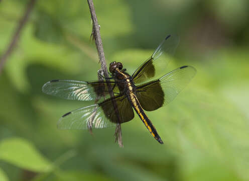 Image of Widow Skimmer