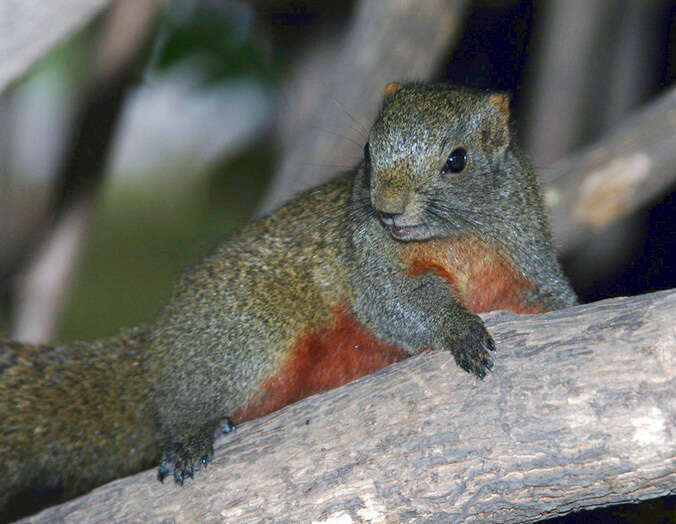 Imagem de Callosciurus erythraeus (Pallas 1779)