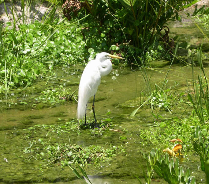 Imagem de Garça-branca-grande