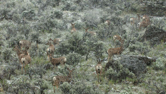 Image of mule deer and white-tailed deer