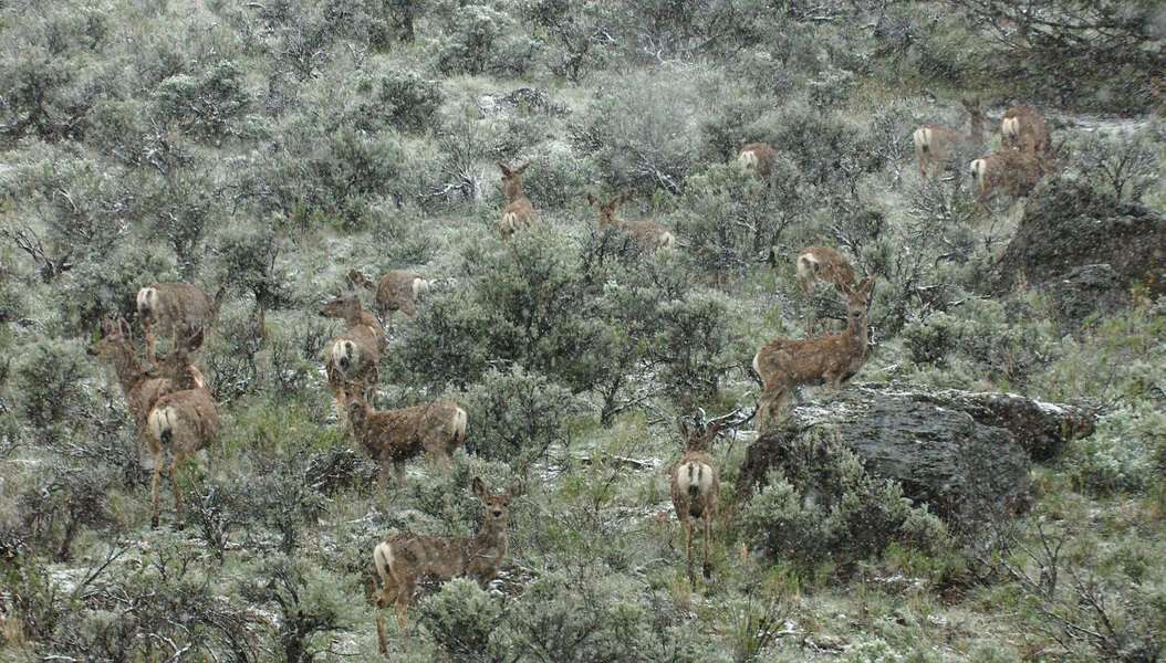 Image of deer, elk, moose, and caribou
