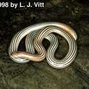 Image of Seven-striped Blind Snake