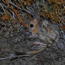 Image of dwarf fat-tailed jerboa
