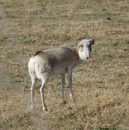 Image de Saiga Gray 1843