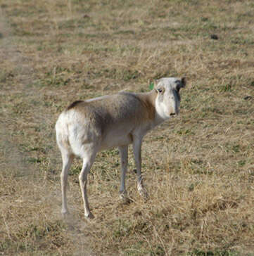 Image of Saigas