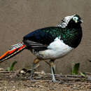 Image of Lady Amherst's Pheasant