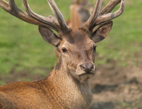 Image of Red Deer