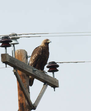 Image of Golden eagle