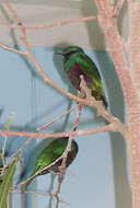 Image of Emerald Starling