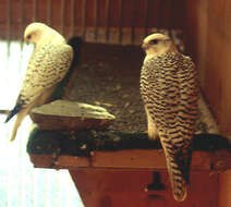 Image of Gyr Falcon