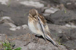 Carduelis flavirostris的圖片