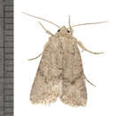 Image of Northern Scurfy Quaker Moth