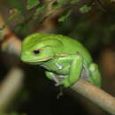 Image of painted-belly leaf frog