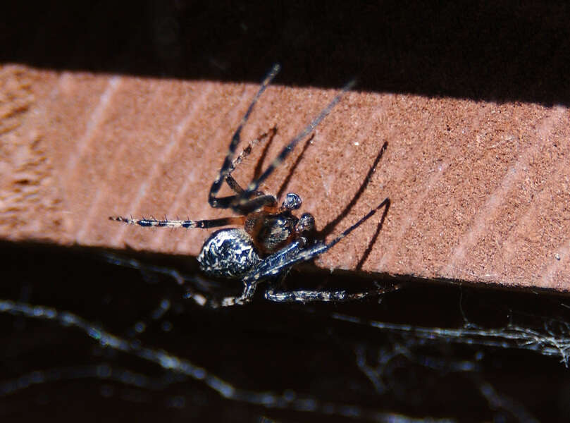 Image of Araneidae