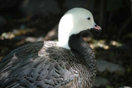 Image of Emperor Goose
