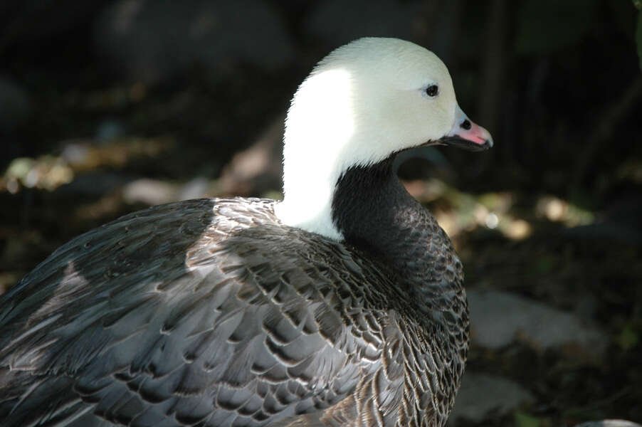 Image of Emperor Goose