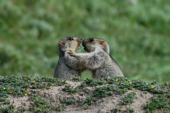 Plancia ëd Marmota himalayana (Hodgson 1841)