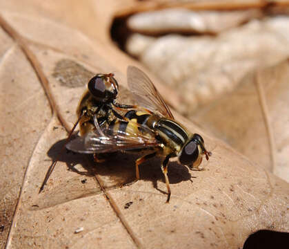 Imagem de Syrphidae