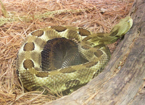 Image of Crotalus Linnaeus 1758