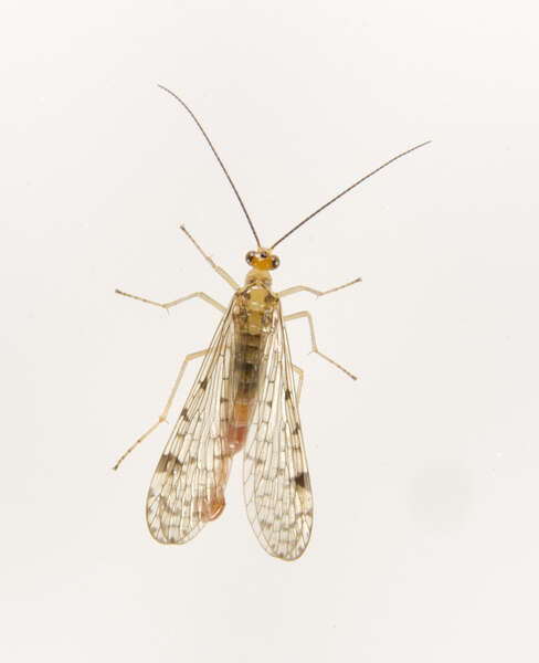 Image of scorpionflies