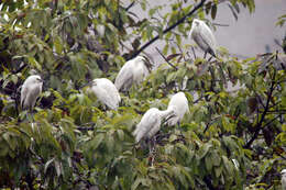 Image of Little Egret