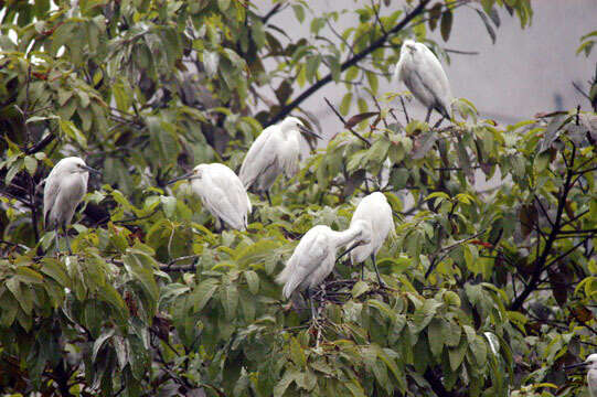 Image of Little Egret