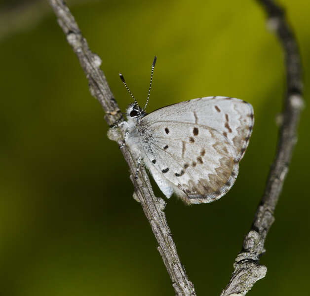 Imagem de Celastrina ladon (Cramer (1780))